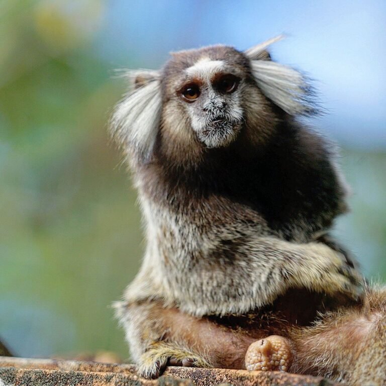 Macaco Bruce