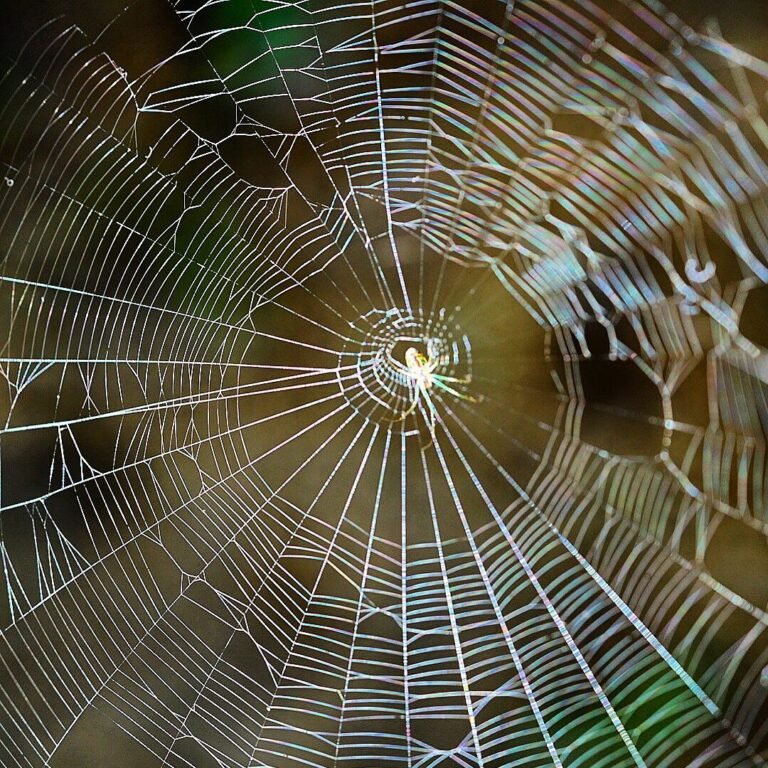 Aranha