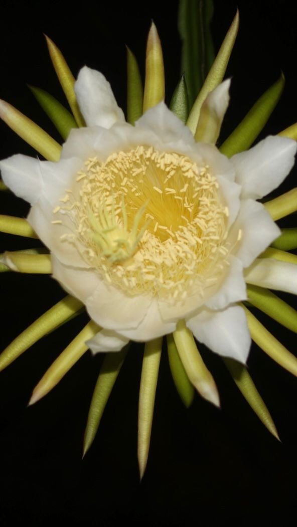 Flor