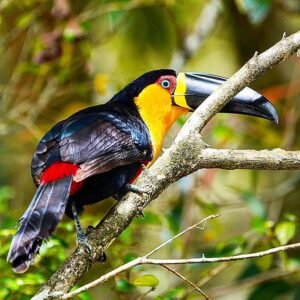 Tucano Bico Preto