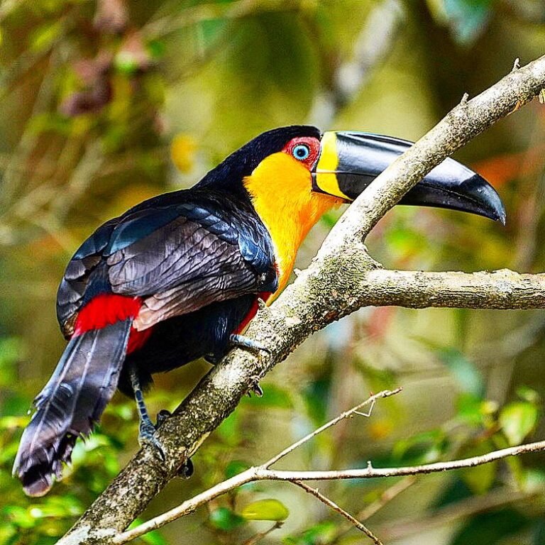 Tucano Bico Preto