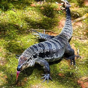 Teiú - Lagarto
