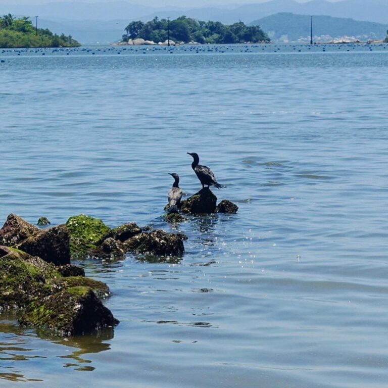 Aves no Mar