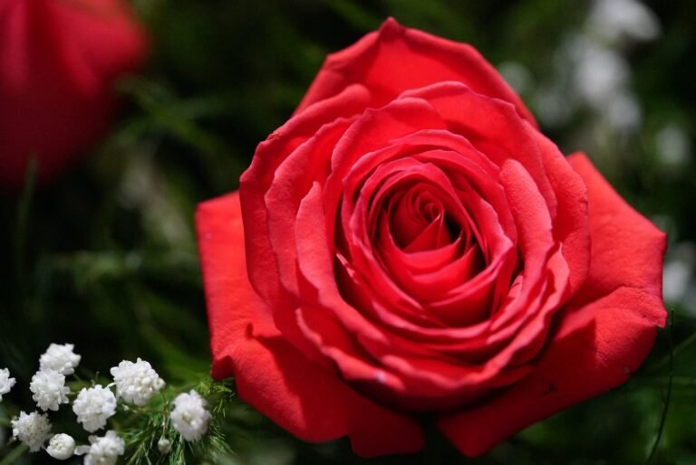 Rosa
